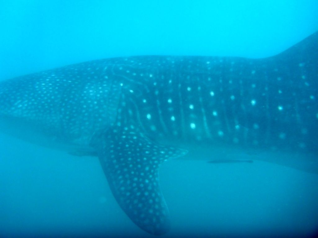 a76a8897-1880-493e-ba0c-3c1decc05158