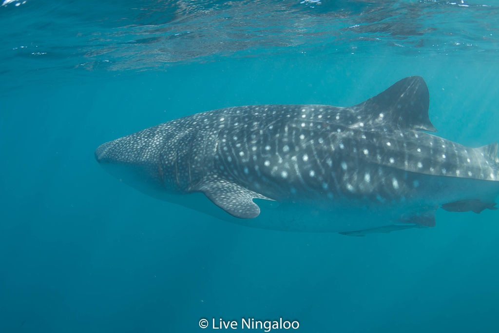 5f81c0ec-3cc2-443f-8791-f1546eb947df