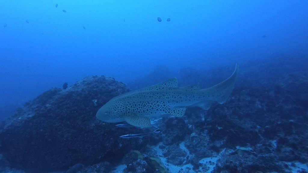 25c6deb1-9d7e-47aa-b8ca-28096592027b