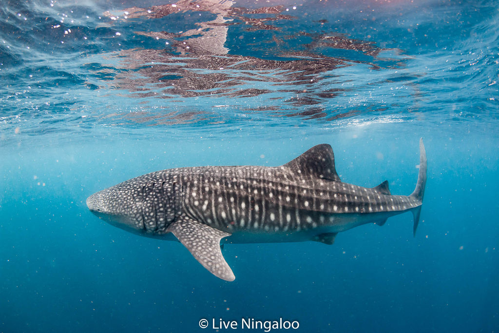 b036acb9-deba-43b8-9115-76e929c22fb7