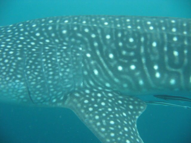 5dae9d0c-f70d-452e-af1d-06c27ece8a49