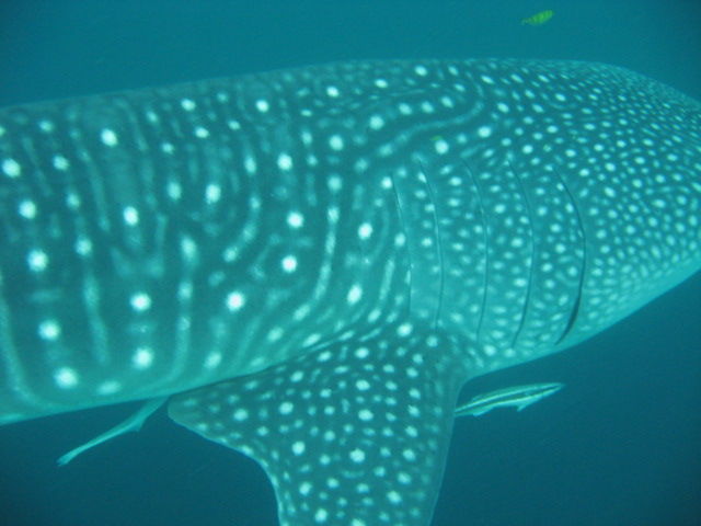 5dae9d0c-f70d-452e-af1d-06c27ece8a49