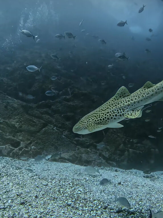 d3ba4215-1068-4516-a179-a4066fcb98dc