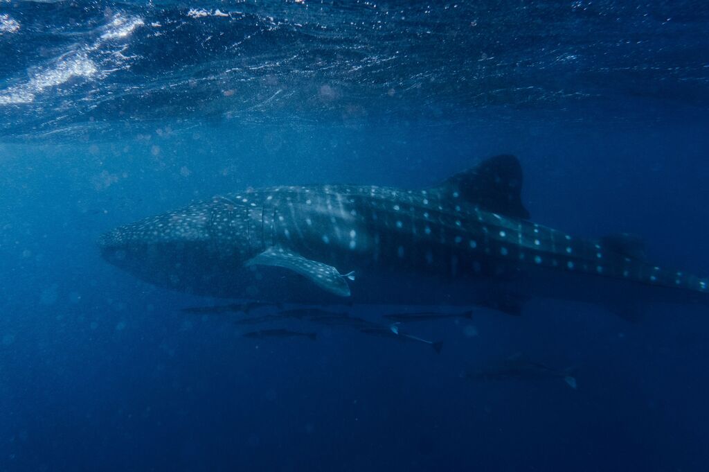 4df7cdca-0ee7-4213-9d86-2df8f8dd045f