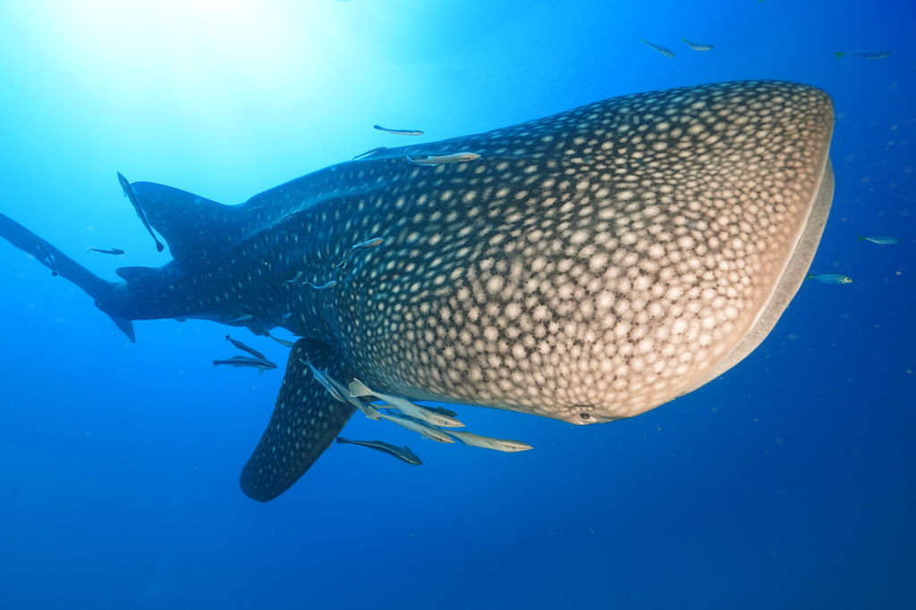 162578c2-eca9-4873-83be-1bb5f12f2a73