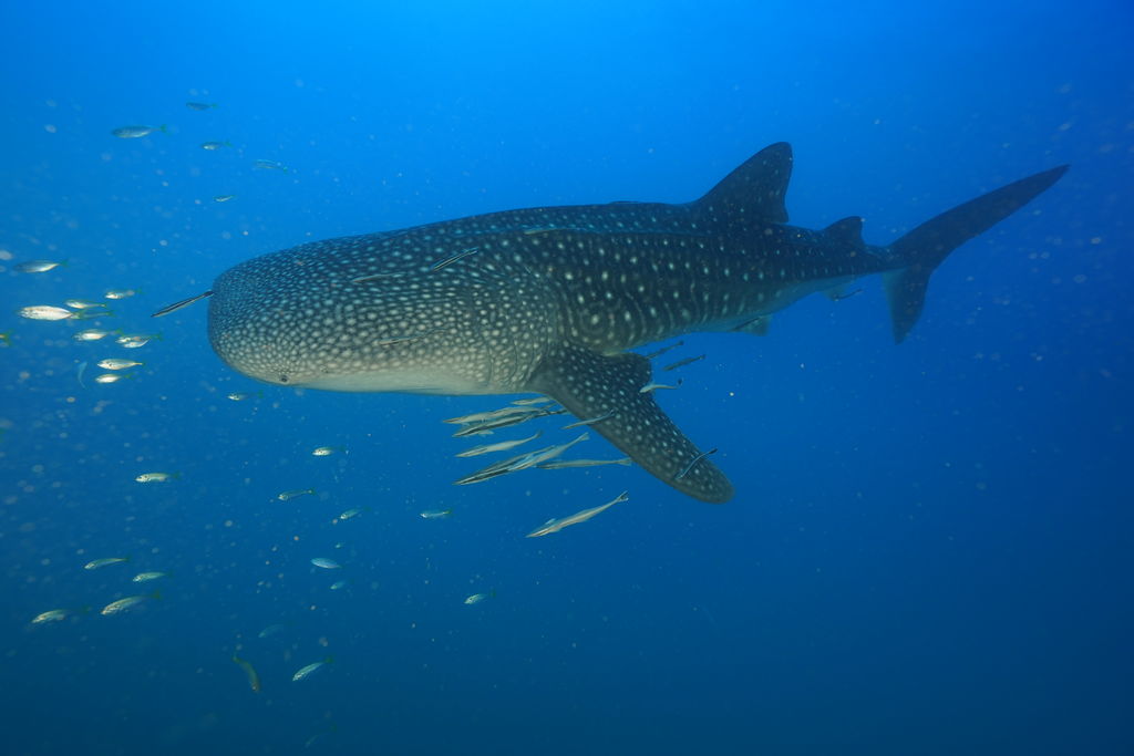 162578c2-eca9-4873-83be-1bb5f12f2a73