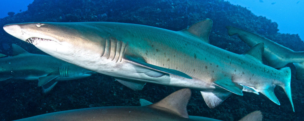 2262e357-43be-4ada-80a1-67455d38b13c