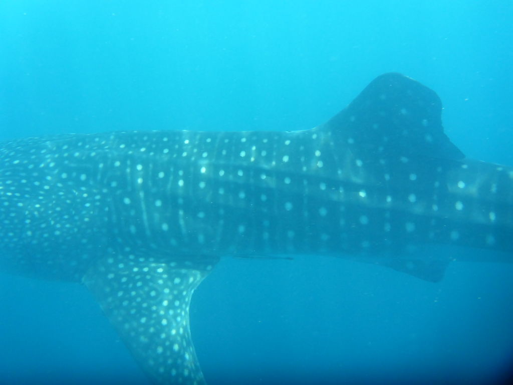 8594265b-c5d5-48d3-8edb-79279cc9431b