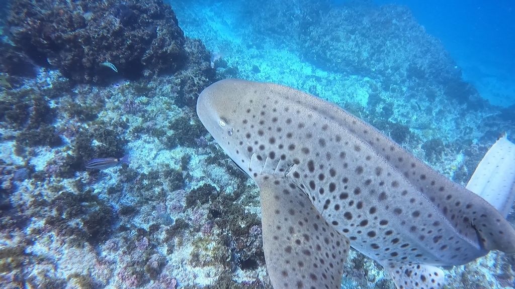 2a5f80dc-c72e-4715-bc91-2d9eef0ab096