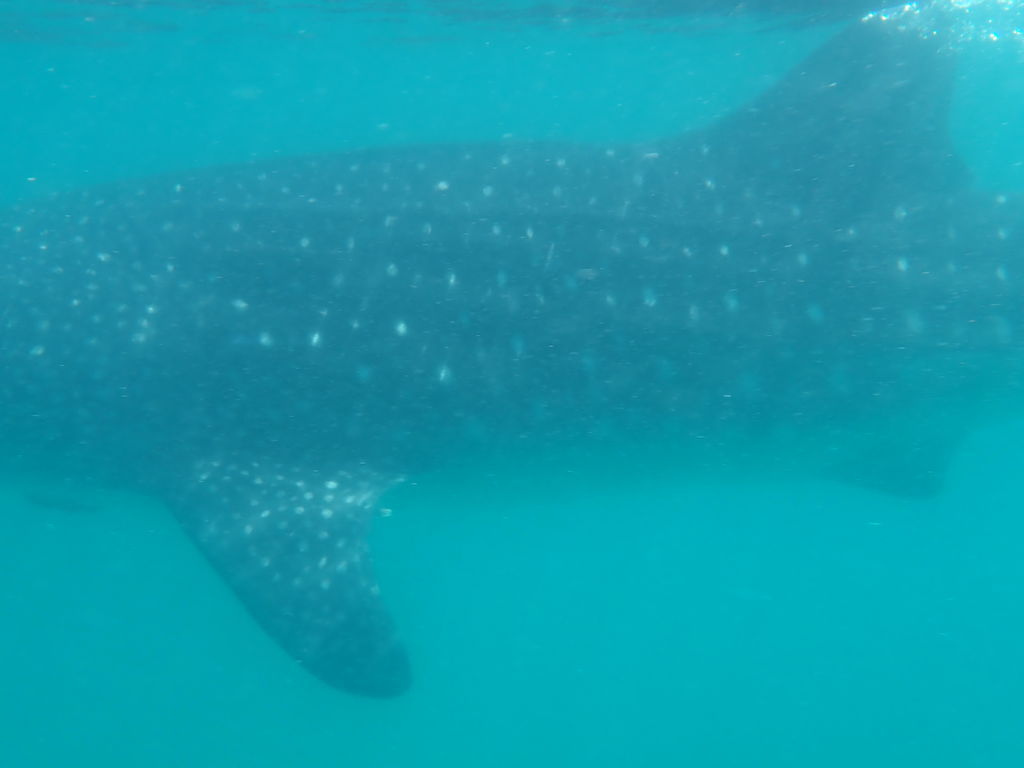 7a425f22-7cdf-47d5-91bf-4b80d9b22fe0