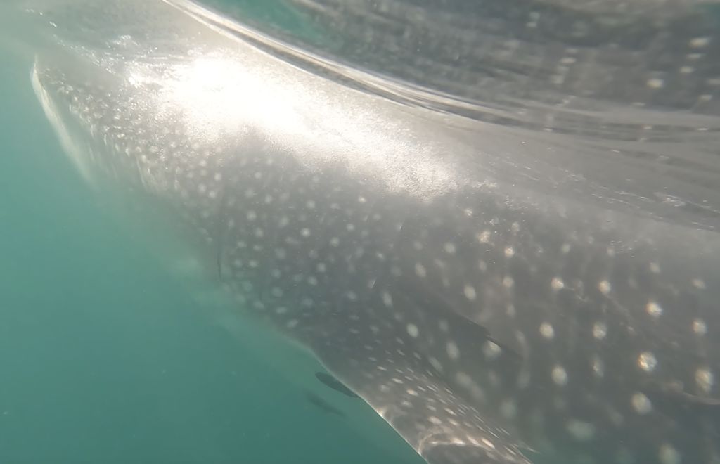 cbed03fc-41e4-4410-a799-048c76c7fa08