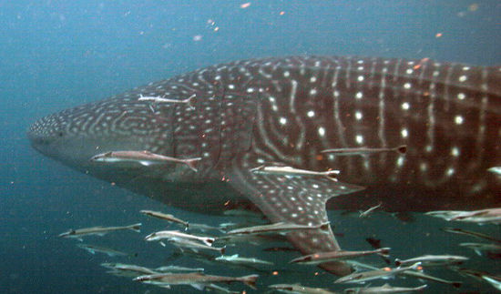 7024ce8f-53ff-407f-96ee-e2ede6f5c5c9