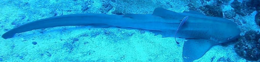 0e82af0b-5ac8-40e0-9a3f-55c9c3eed952