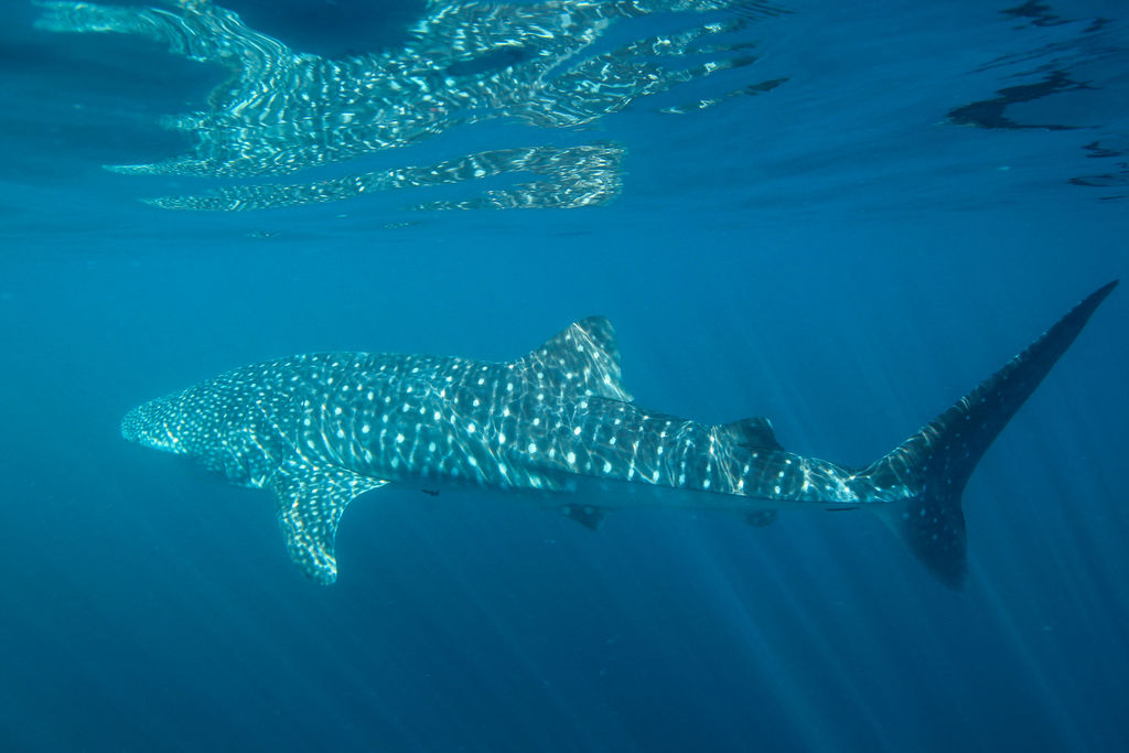 54a93e6d-aa2d-4405-9363-685b0c091394