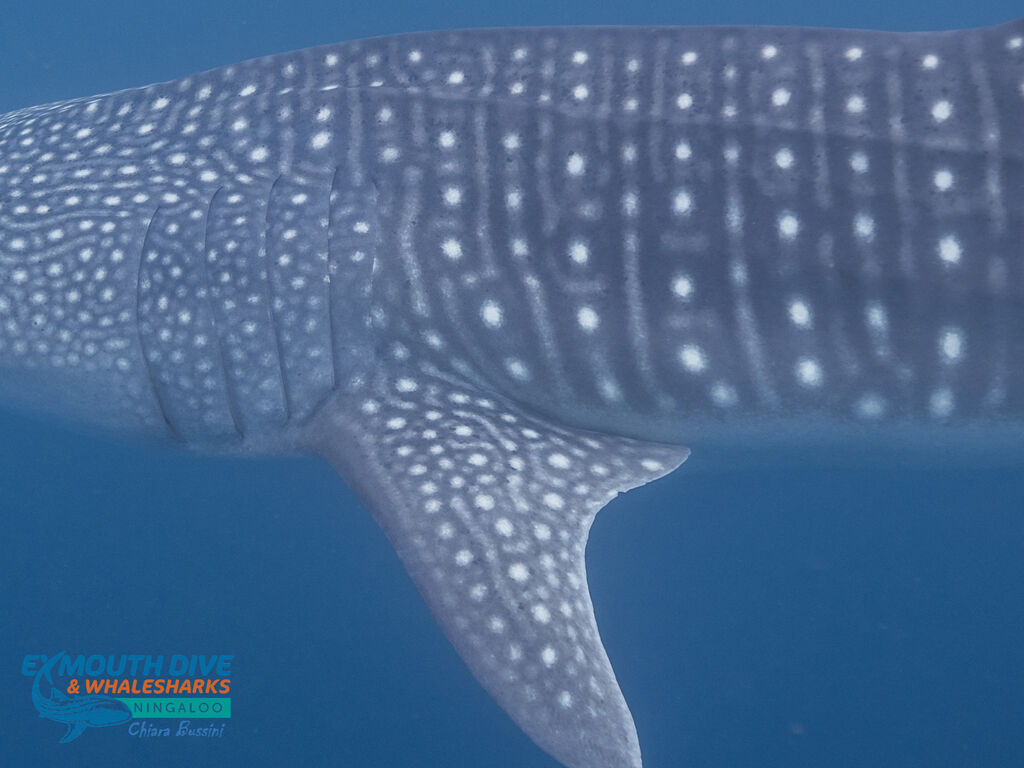 795f98ff-86b7-4874-bc7e-c3d03189583f