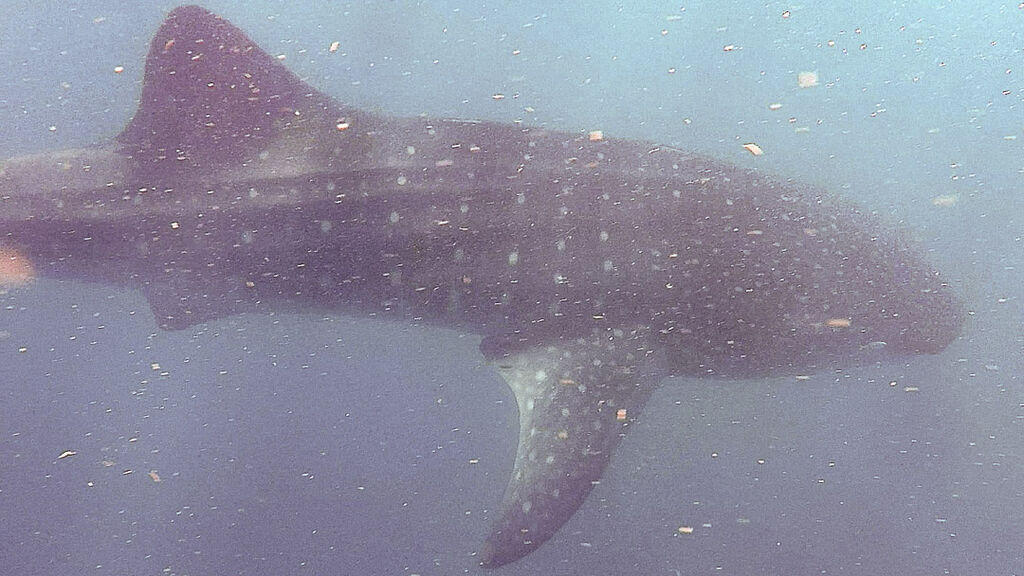 00d0fa03-84ba-4b5a-8174-8b6a026ebc04