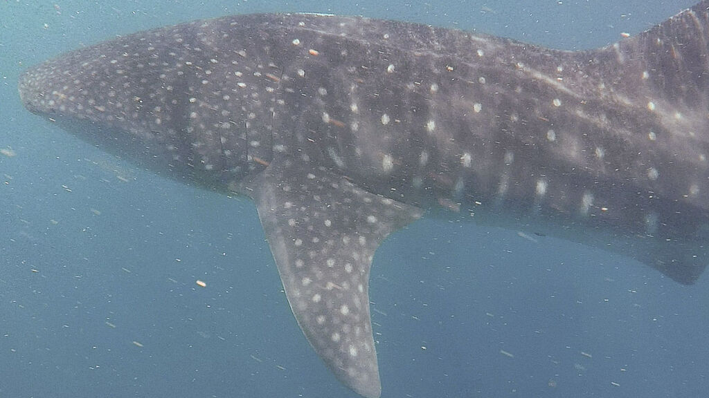 00d0fa03-84ba-4b5a-8174-8b6a026ebc04