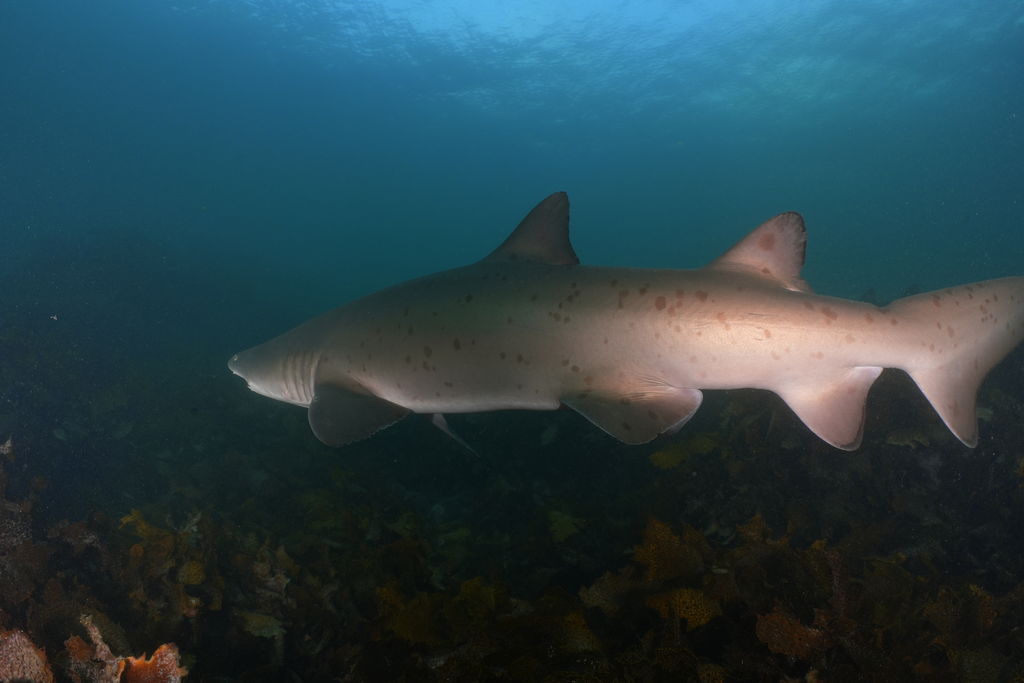 dfdea59c-4541-4944-8893-2e7192af4c42