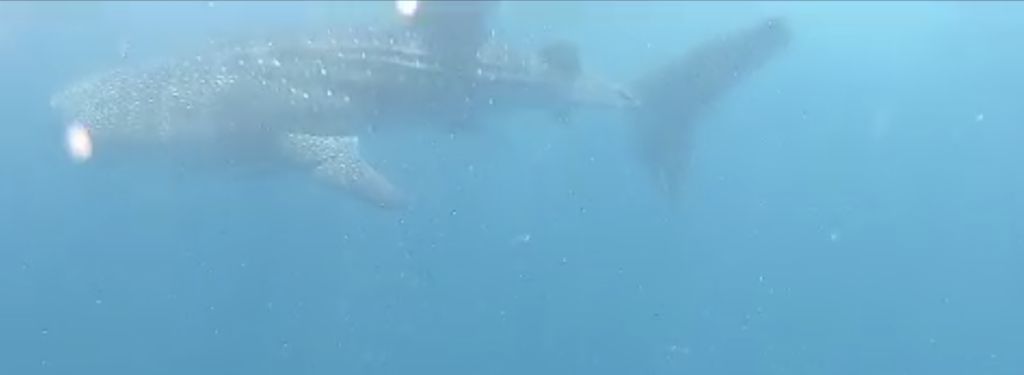 d99b7a59-97e5-4cd2-adca-7713c09672de