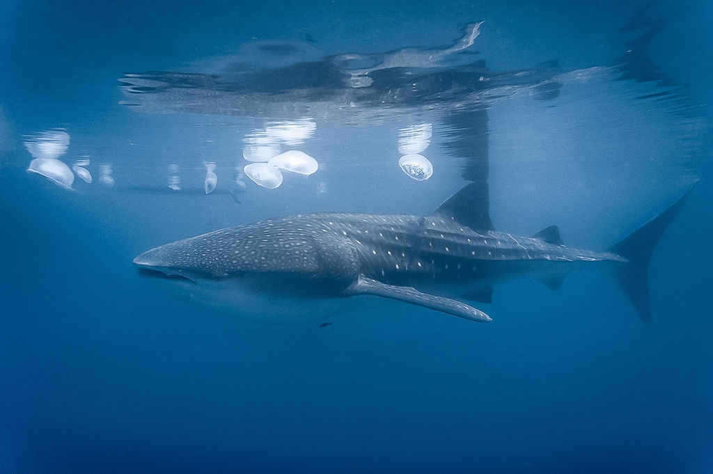 54daf442-f599-467d-9f83-f9812016ad46