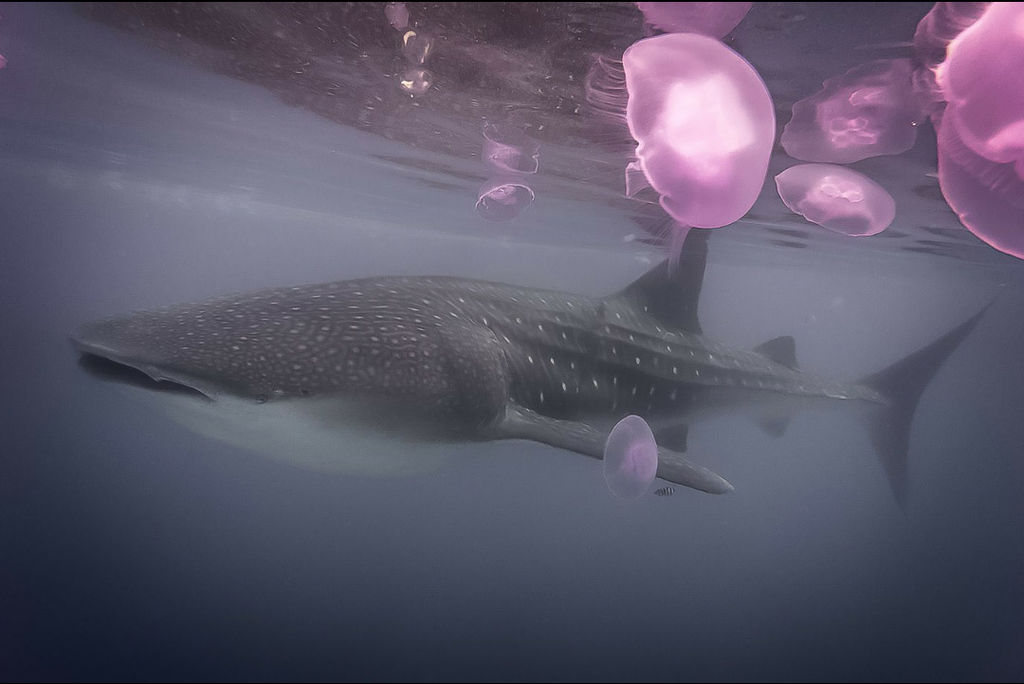 54daf442-f599-467d-9f83-f9812016ad46