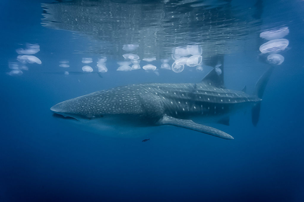 54daf442-f599-467d-9f83-f9812016ad46