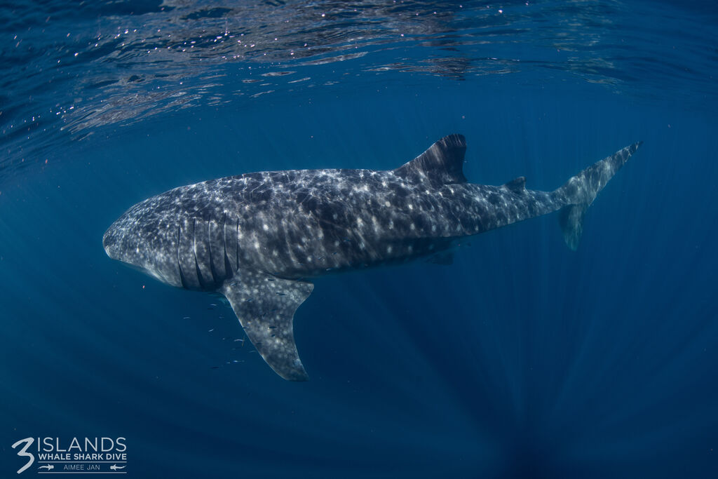 bf81af0f-e24d-476b-b08d-9a851bf35803