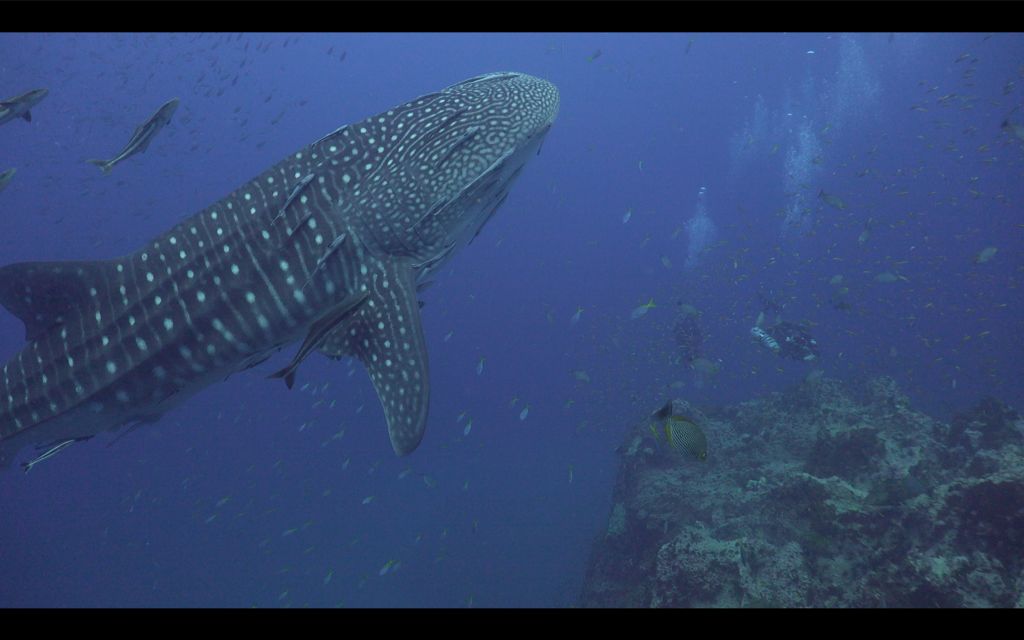 af86e7d3-4acf-4029-9653-b5baacd5c5a7