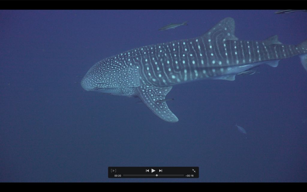 af86e7d3-4acf-4029-9653-b5baacd5c5a7