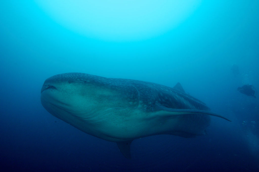 e4a13035-f054-451e-b065-388aec1b91e3