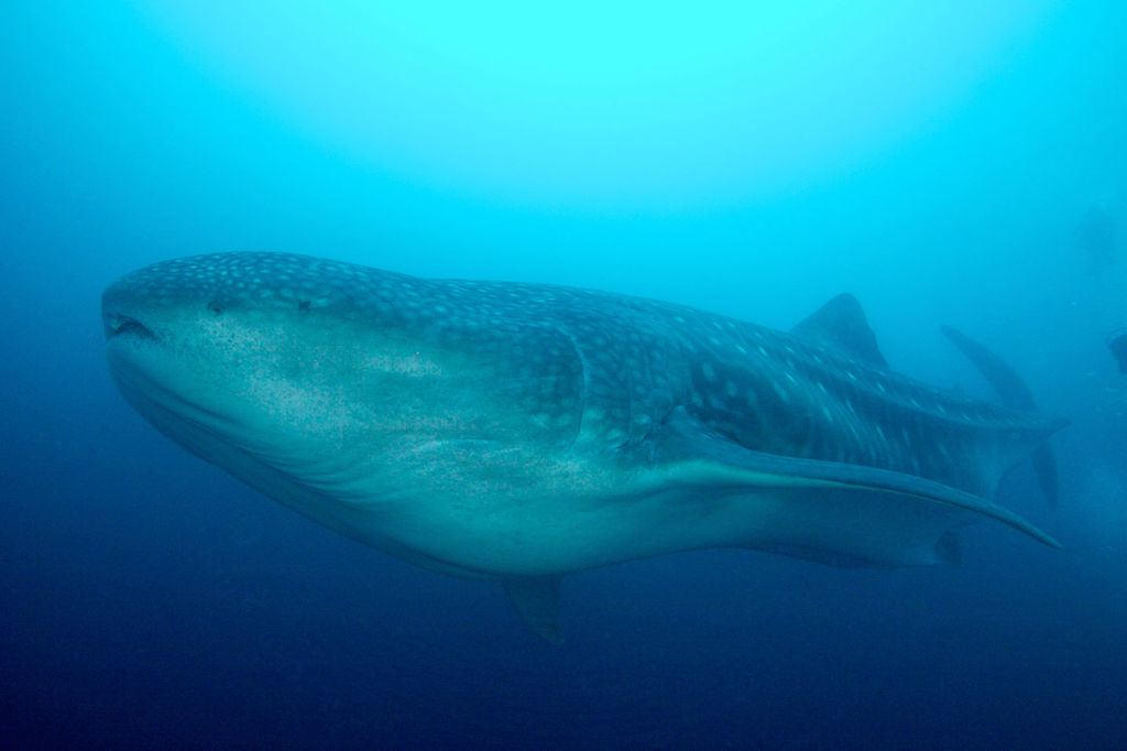 e4a13035-f054-451e-b065-388aec1b91e3