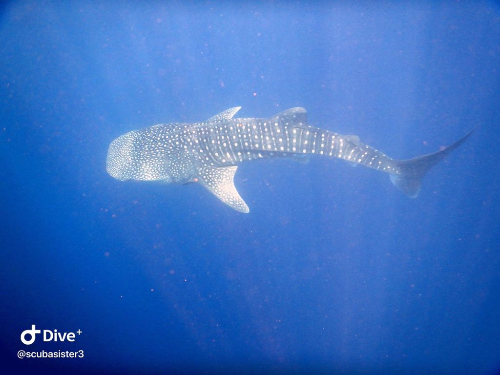 1dd7d6c0-683d-4773-bb31-1e39a0f369e8