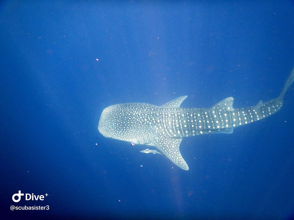 1dd7d6c0-683d-4773-bb31-1e39a0f369e8