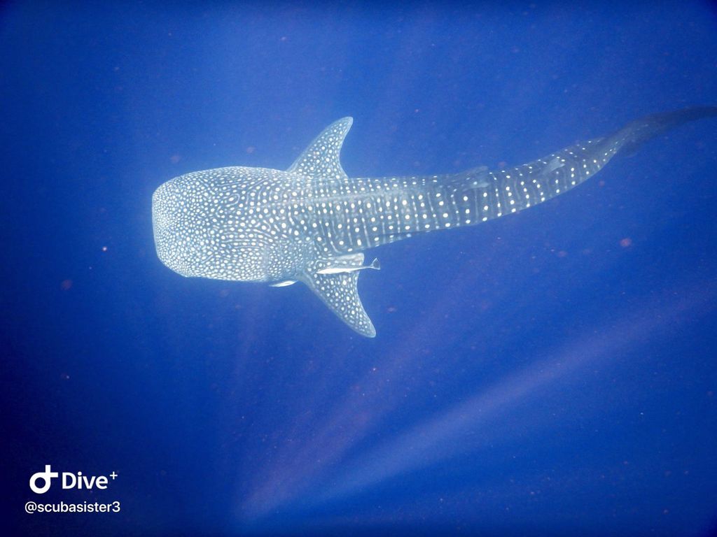 1dd7d6c0-683d-4773-bb31-1e39a0f369e8