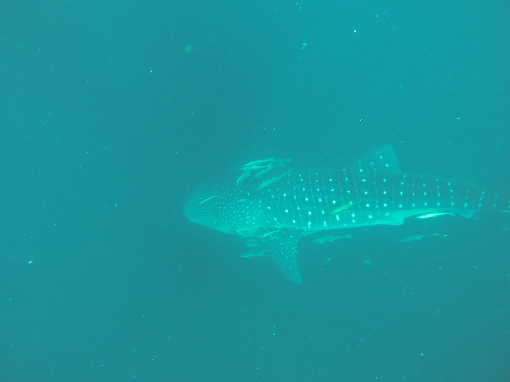 162405c2-f38a-4b49-b613-aa8de072bd49