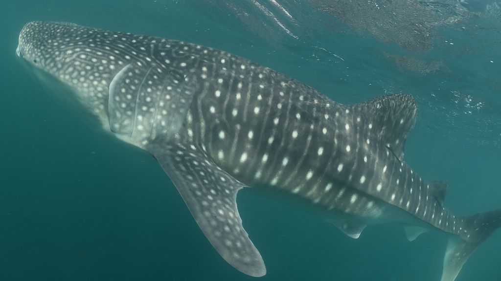 5011e055-415f-403c-a29a-3a0eb9b9d946