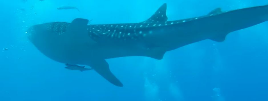 5579fb3c-f5bc-4f87-b65b-a221fbf379f7