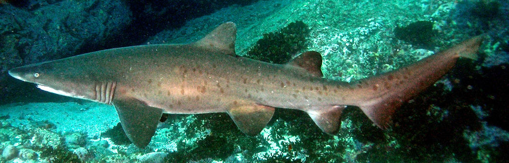 30f8ed27-ce3f-44ea-b249-160f3808e63c