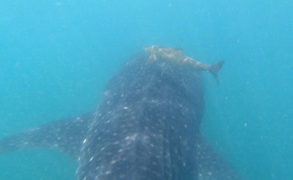 4c2f169b-bc81-4481-a8a4-d74d961881b9