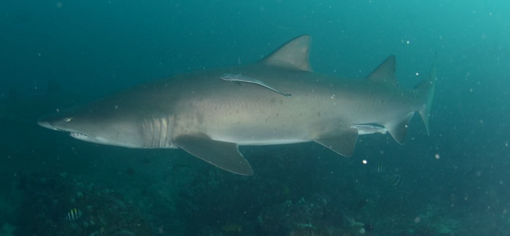 252f4b0d-e0d1-4847-8677-d16f5f13a687