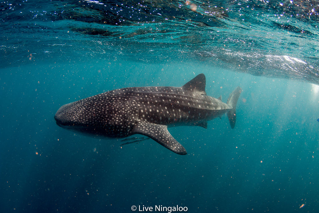 06834035-2b56-4181-98b8-e59f5d28dff4