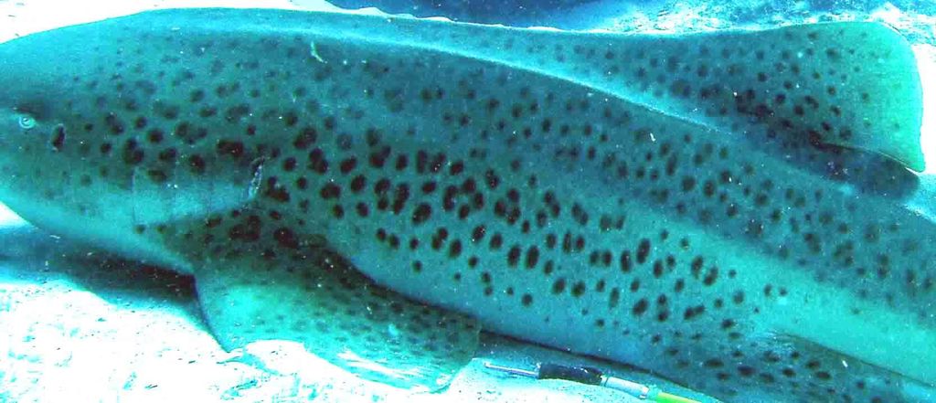 38f77a2e-e3ab-4517-8566-99b45d33981c