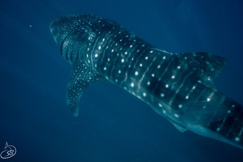 84a1949b-07ee-472a-9e4c-f354646ecac9