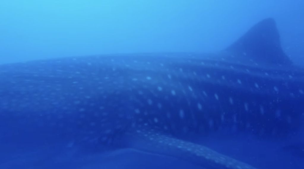 8ea4f42a-34ca-45c7-8e70-8361aeafb93e