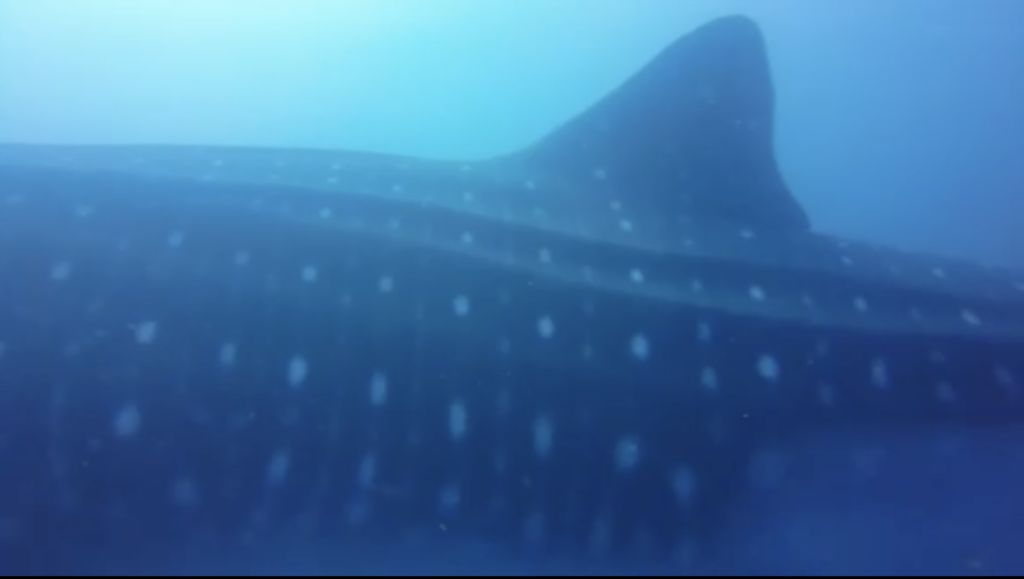 8ea4f42a-34ca-45c7-8e70-8361aeafb93e