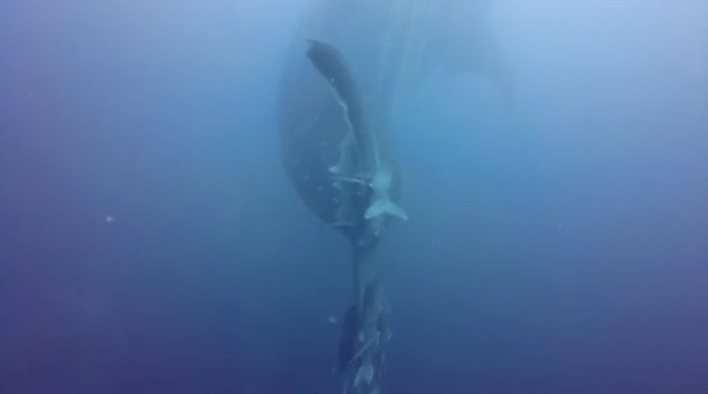 8ea4f42a-34ca-45c7-8e70-8361aeafb93e