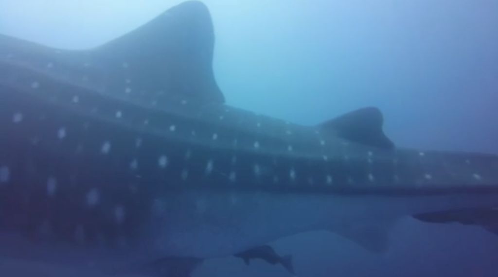 8ea4f42a-34ca-45c7-8e70-8361aeafb93e