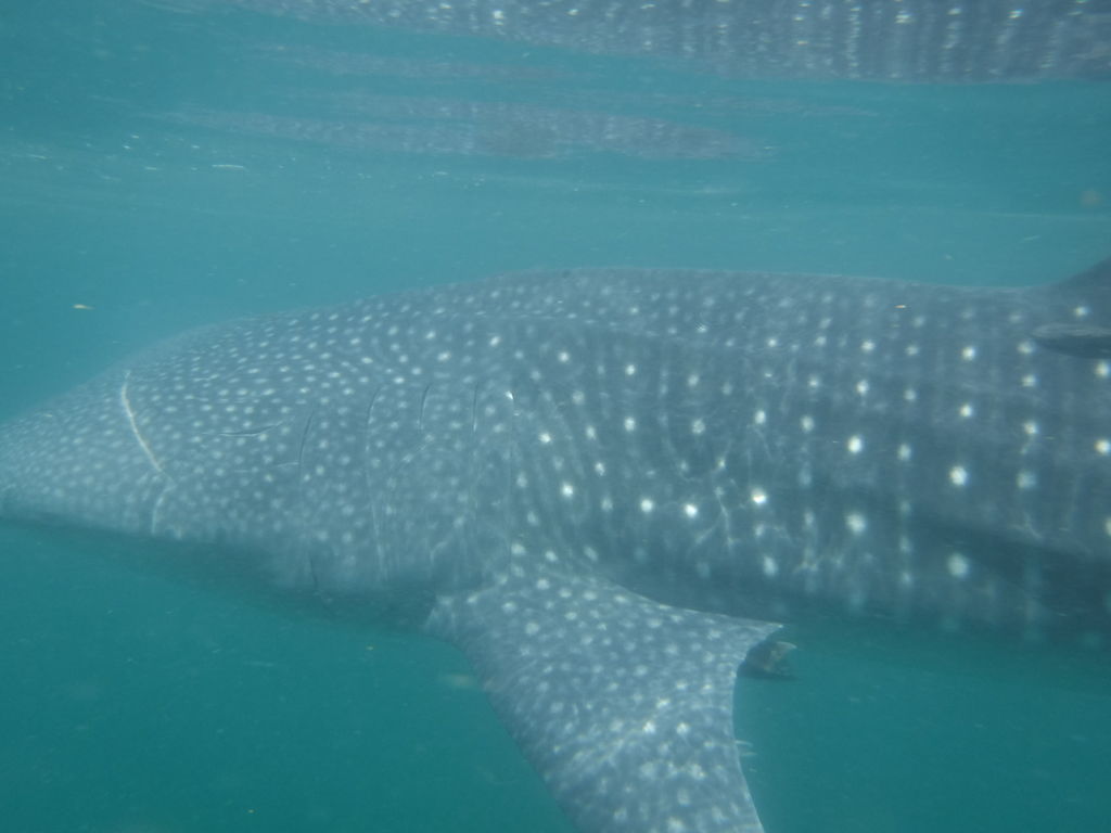 3663ca77-e8f4-474a-9eb7-53e463470678