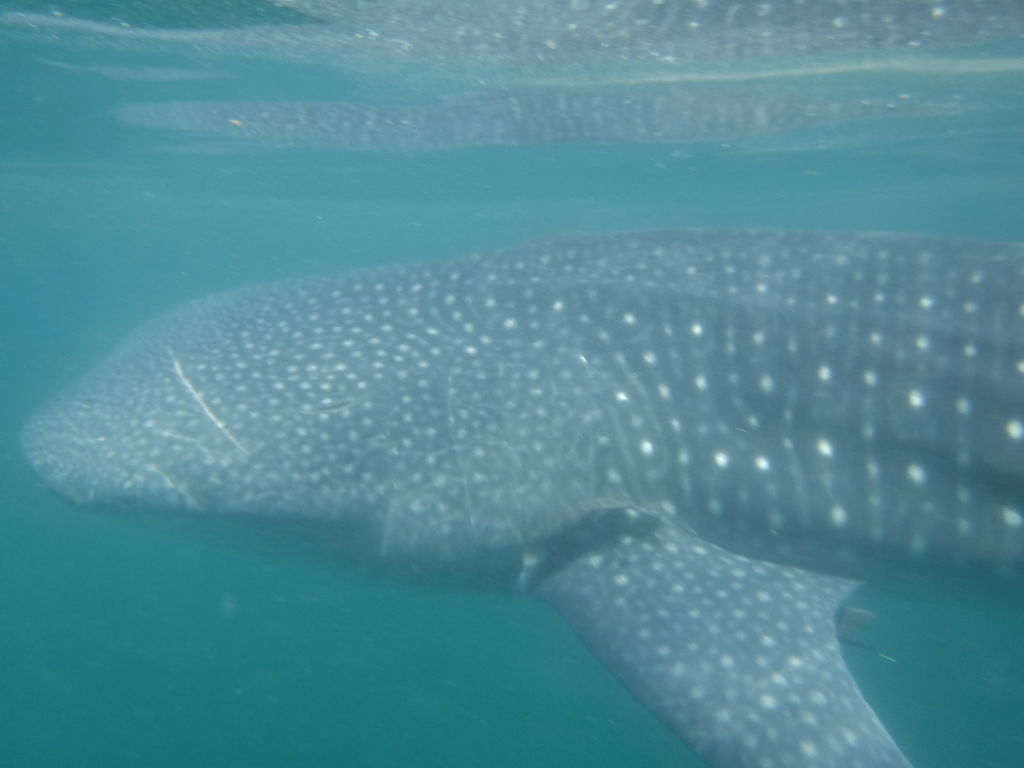 3663ca77-e8f4-474a-9eb7-53e463470678