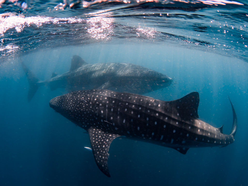 7ec2e009-8ab9-4980-b932-647583a14c0a